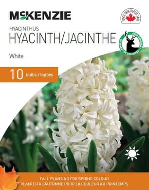Thumbnail of the HYACINTHUS WHITE 10 BULBS