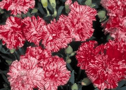 Thumbnail of the CARNATION 4.3IN