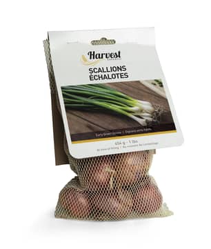 Thumbnail of the Onion Sets White 100 Bulbs/Bag