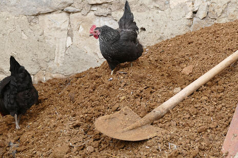 Read Article on Know How to use Chicken Manure in the Garden 