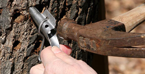 Read Article on How to Tap a Maple Tree 