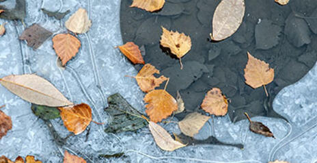Read Article on How to Winterize your Pond 