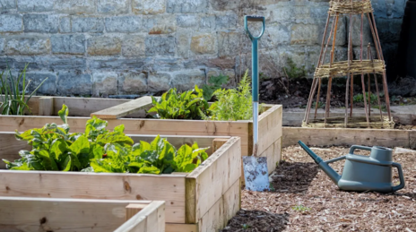 Read Article on Know How to Build Raised Garden Beds 