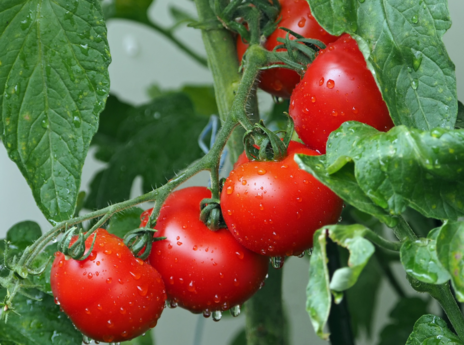 Read Article on Know How to Identify Tomato Diseases & Issues 