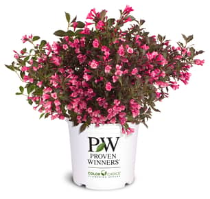 Thumbnail of the Wine And Roses Weigela Pw