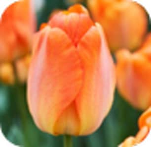Thumbnail of the Tulip Daydream