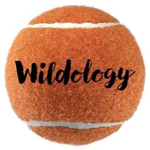 Thumbnail of the Wildology™ 12 Pack 2.5" Logo Tennis Ball