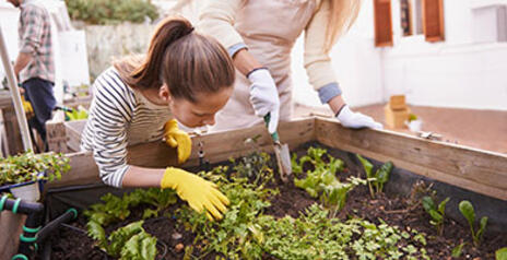 Read Article on Know How to Start a Successful Herb Garden 