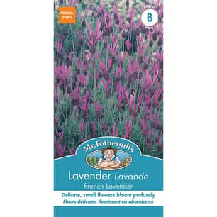 Thumbnail of the LAVENDER FRENCH LAVENDER