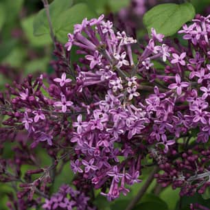 Thumbnail of the Dark Purple  Bloomerang Lilac