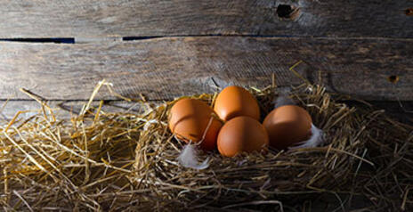 Read Article on How To Build a Chicken Coop 