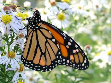 Read Article on Know How to Attract Birds and Butterflies to your Garden 