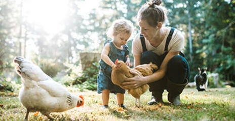 Read Article on Know How to Raise Backyard Chickens 