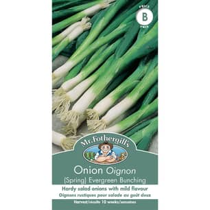 Thumbnail of the ONION (SPRING) EVERGREEN BUNCHING