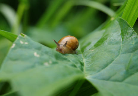 Read Article on Know How to Get Rid of Common Garden Pest 
