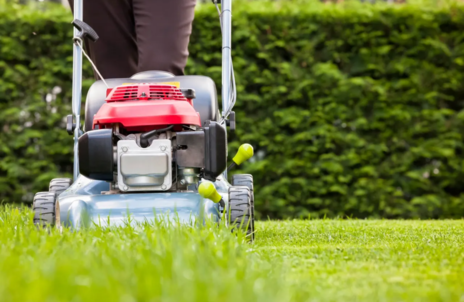 Read Article on Know How to grow the best lawn in the neighbourhood 
