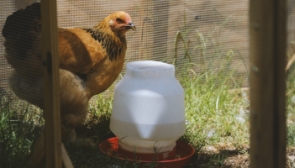 Shop Poultry Waterers and Feeders