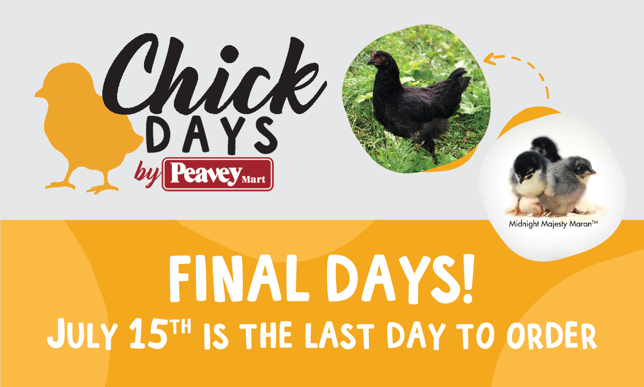The final days to order your chicks is July 15 - chickdays.ca