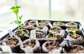 How to Start Growing Your Seedlings Indoors