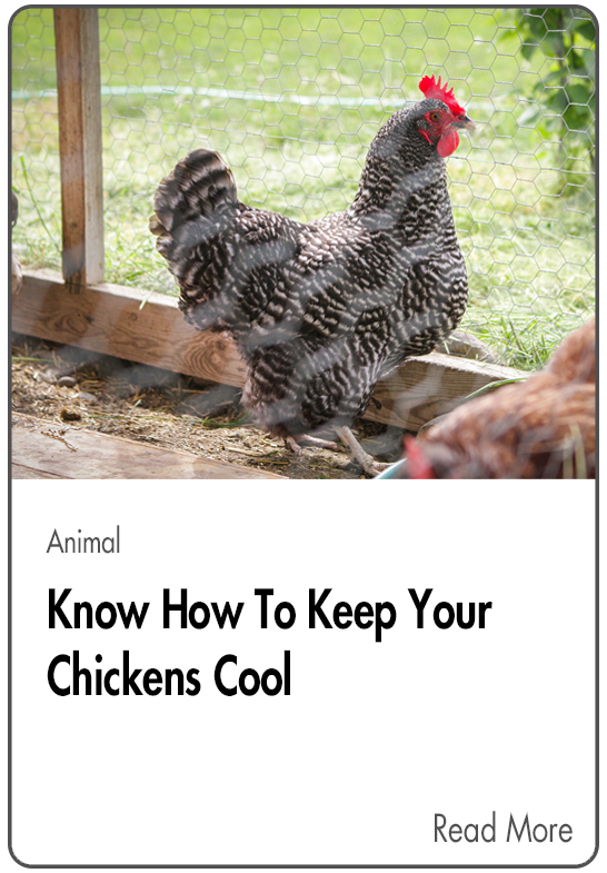 Keep your chickens cool