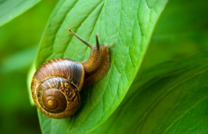 How to Get Rid of Garden Pests