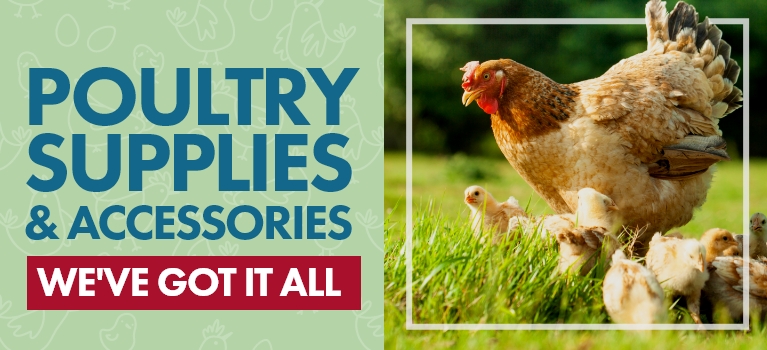 Shop now for chicks, poultry supplies & accessories. We've got it all!
