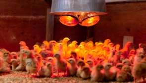 Shop all Poultry Brooders and Heating