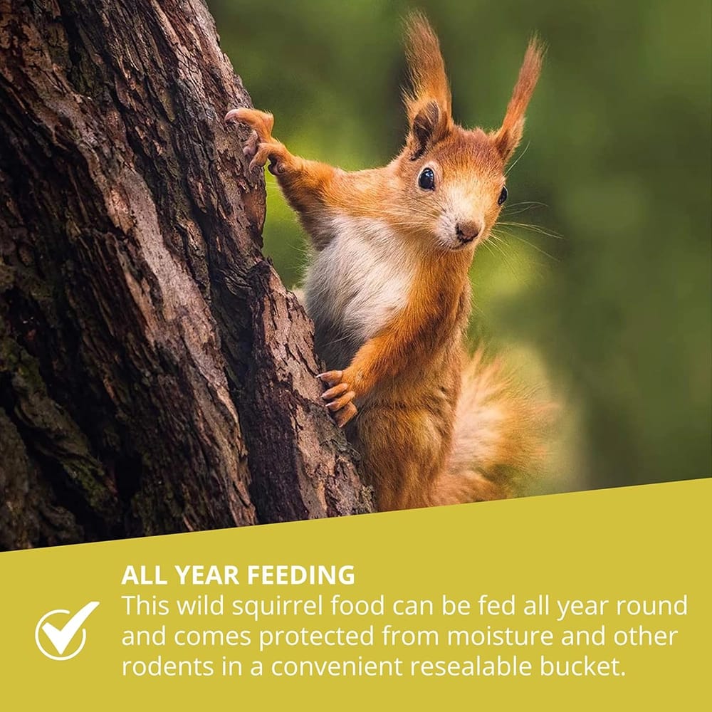 Wildtier Herz Wood Squirrel Feeding House