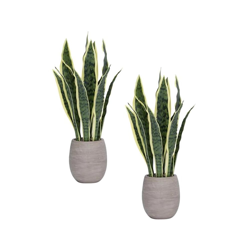 Vintage Home 18" Snake Plants in Ceramic Planters, 2 Pack