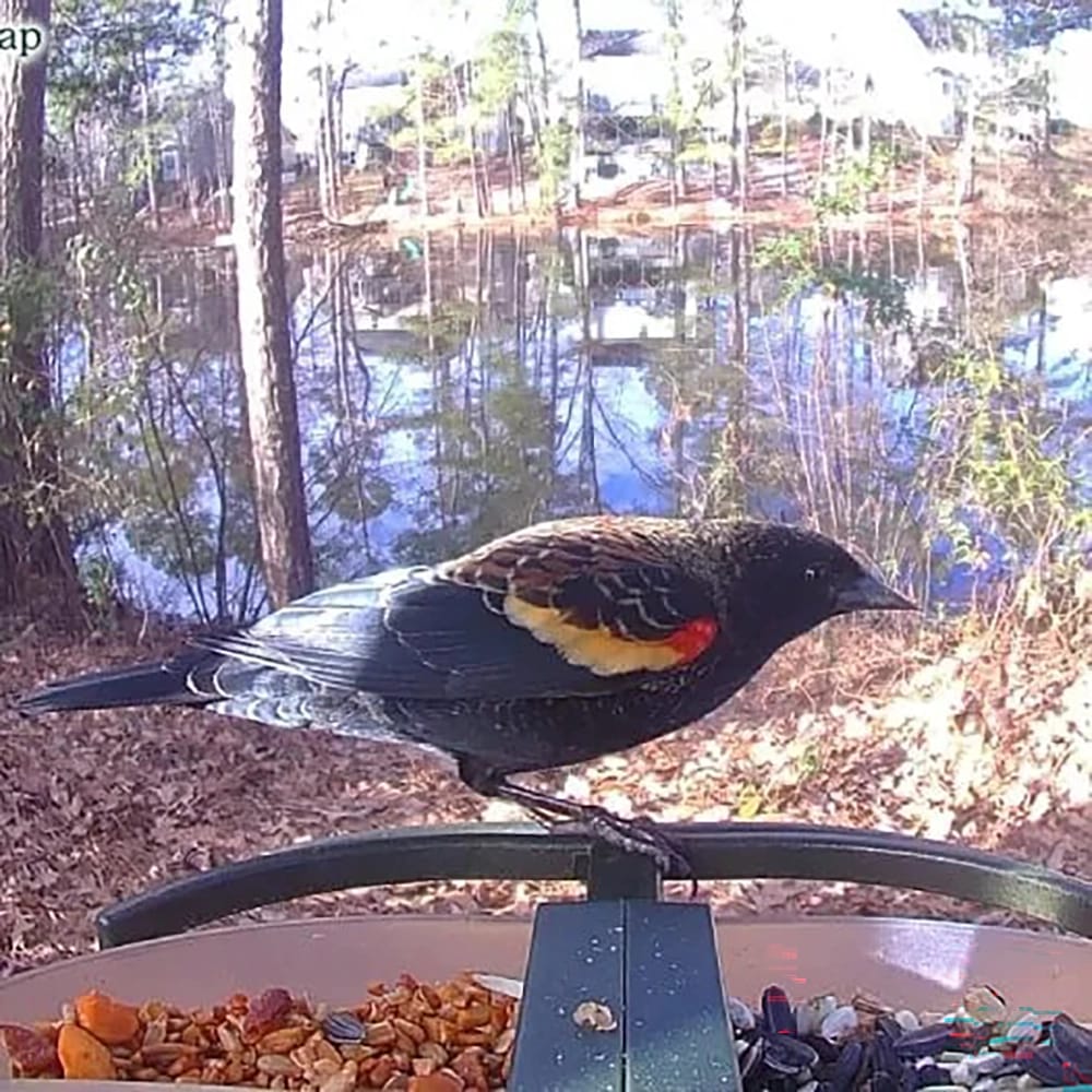 FeatherSnap Seed Feeder