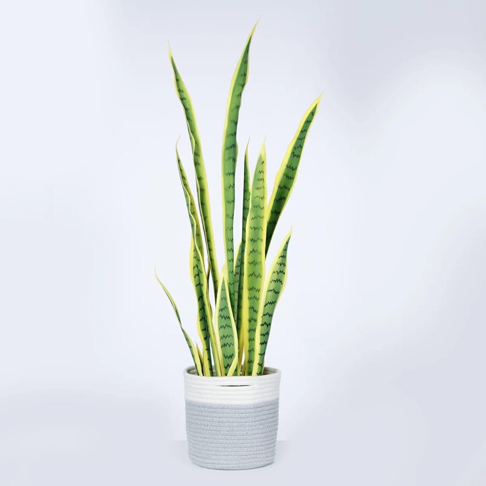 Vintage Home 36" Artificial Snake Plant in Rope Basket