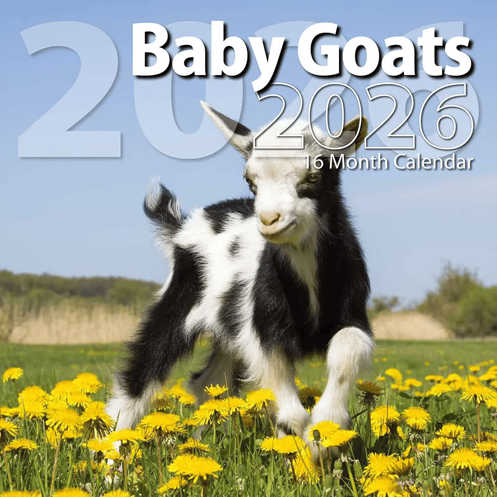 2026 Baby Goats Themed 16 Month Wall Calendar, 12"