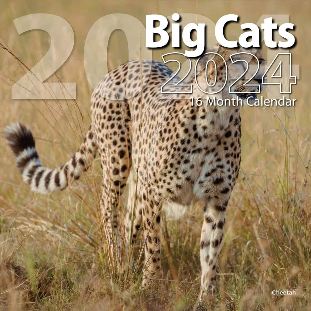 2024 Big Cats Themed 16 Month Wall Calendar, 12"