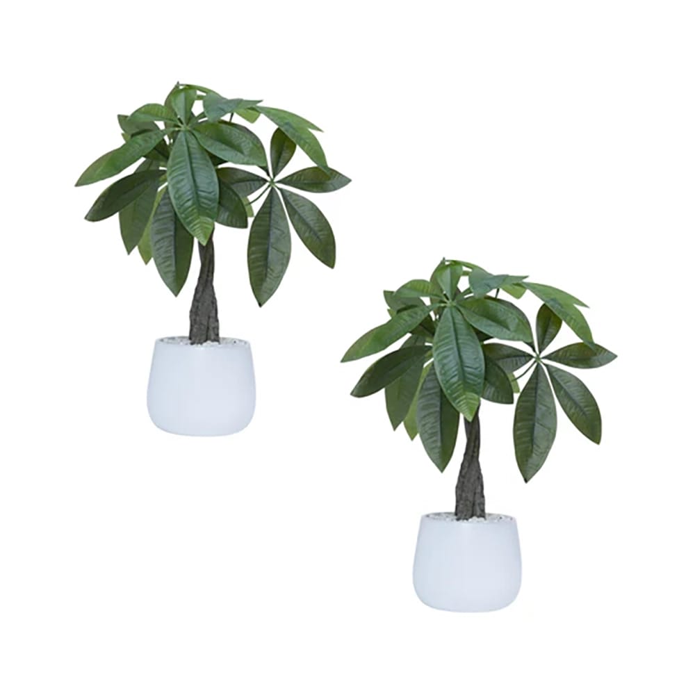 Vintage Home 18" Money Trees in Modern Ceramic Vases, 2 Pack