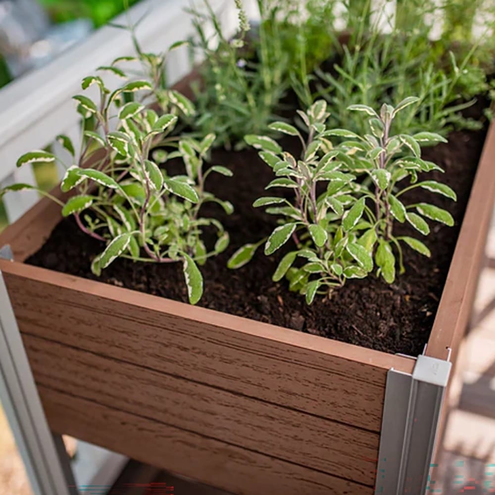 Vita Urbana Herb Farm, Espresso