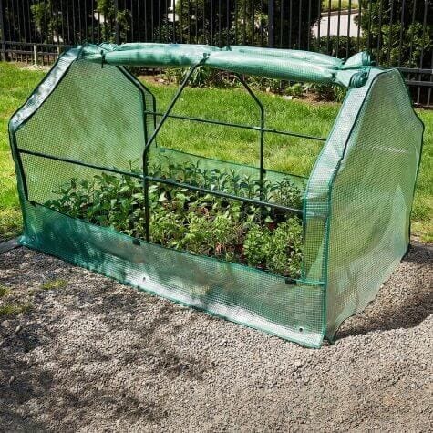 Tiller & Rowe Greenhouse Cloche