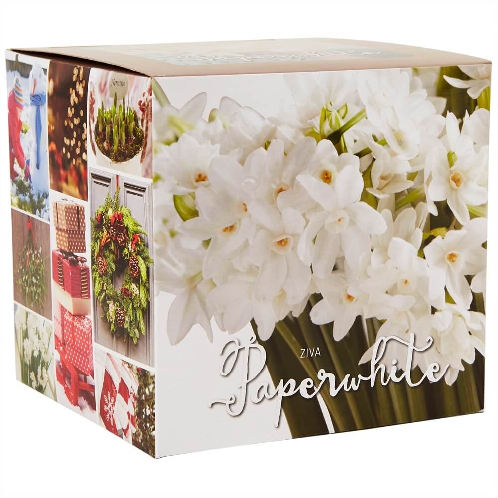 Amaryllis or Paperwhite Bulb Kit