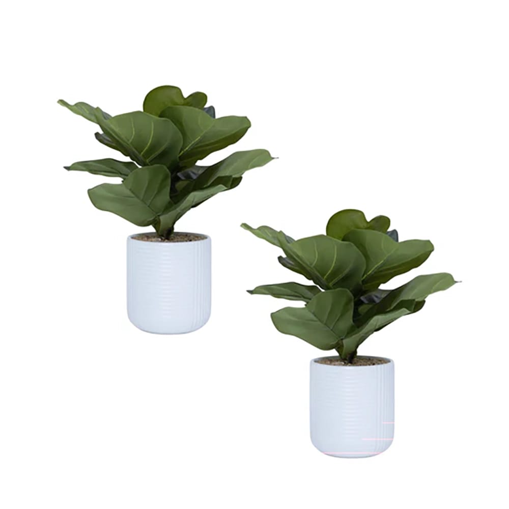 Vintage Home 18" Fiddle Leaf Fig Trees in White Ceramic Pots, 2 Count