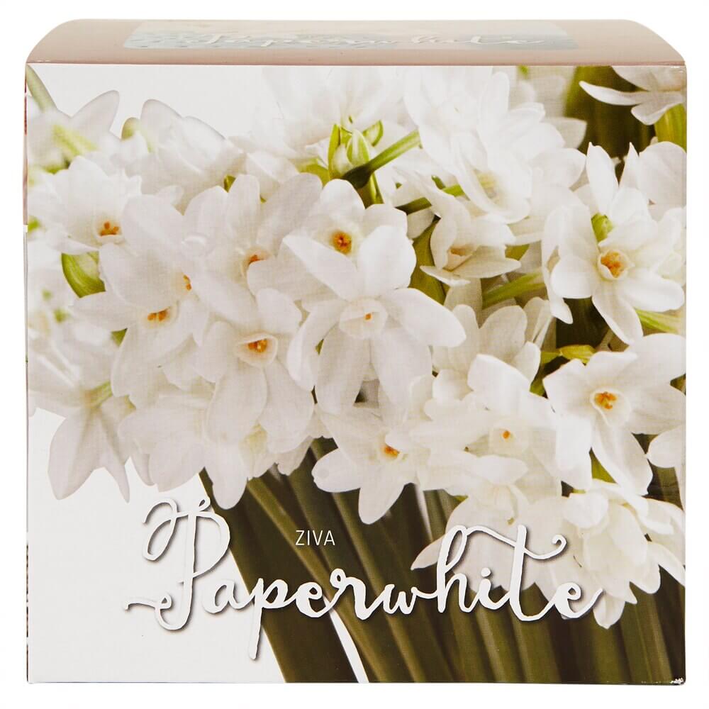 Amaryllis or Paperwhite Bulb Kit