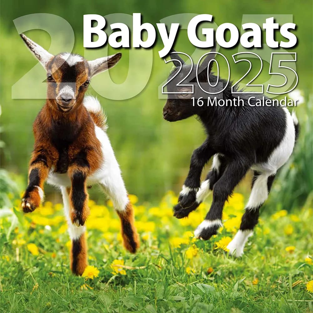 2025 Baby Goats Themed 16 Month Wall Calendar, 12"