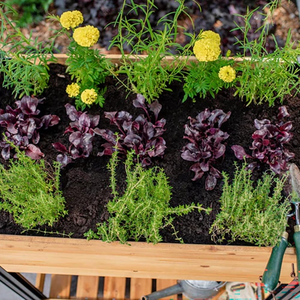 Vita Mezza Herb Farm