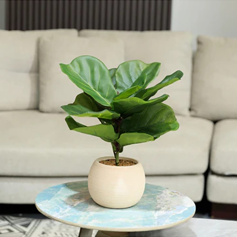 Vintage Home 16" Fiddle Leaf Fig Trees in Beige Ceramic Pots, 2 Pack