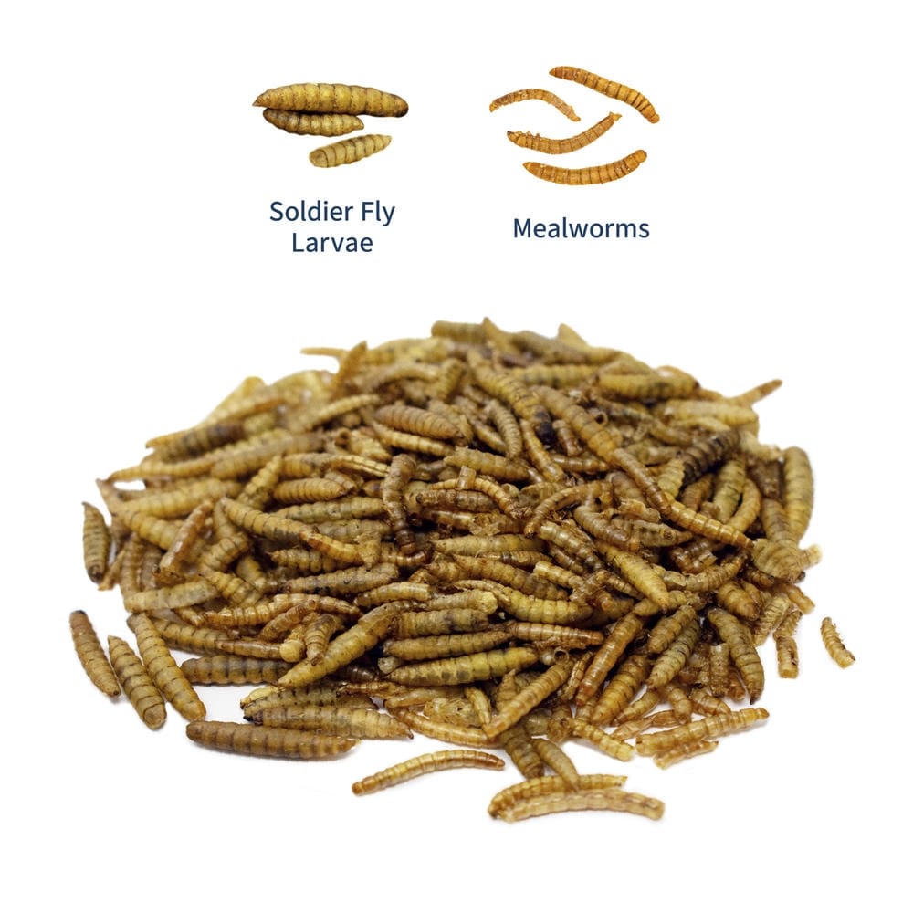 Hungry Hens Bountiful Bugs Chicken Treat, 5 lbs