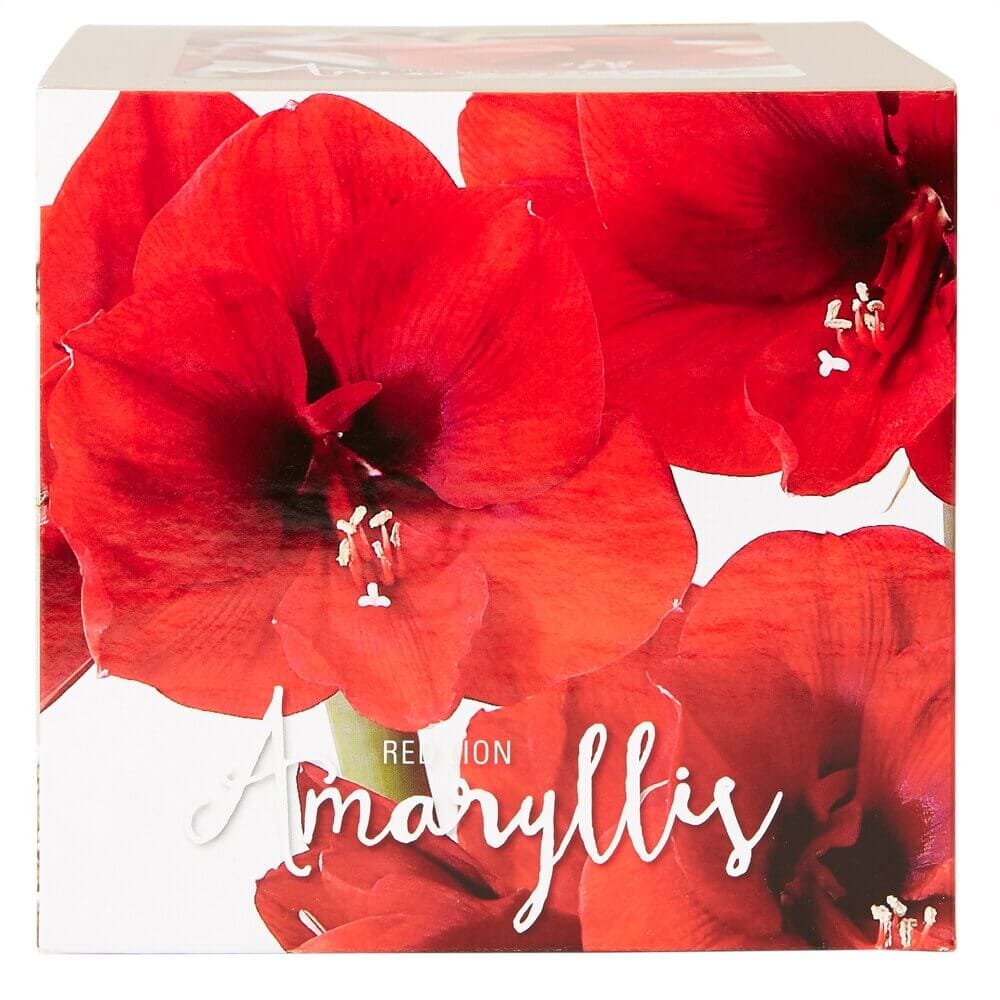 Amaryllis or Paperwhite Bulb Kit