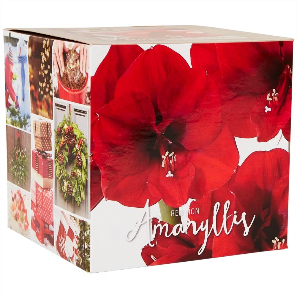 Amaryllis or Paperwhite Bulb Kit