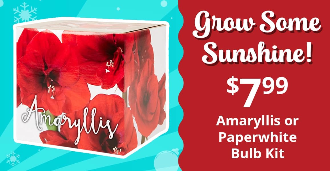 Amaryllis or Paperwhite Bulb Kit, $7.99
